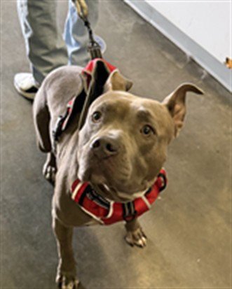 MYLA - Pit Bull Terrier available for adoption