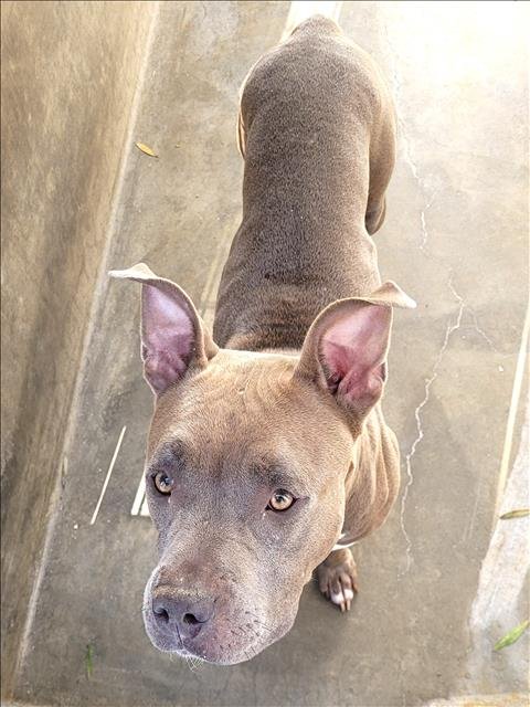 MYLA - Pit Bull Terrier available for adoption