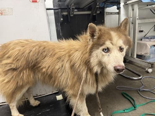 ARBY - Siberian Husky available for adoption