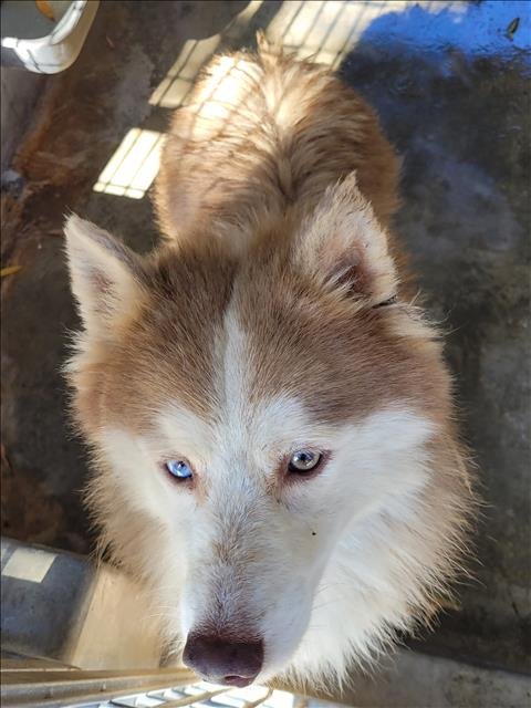 ARBY - Siberian Husky available for adoption