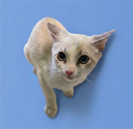 A2290505 - Domestic Short Hair available for adoption