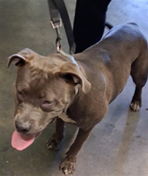 BELLATRIX - Pit Bull Terrier available for adoption