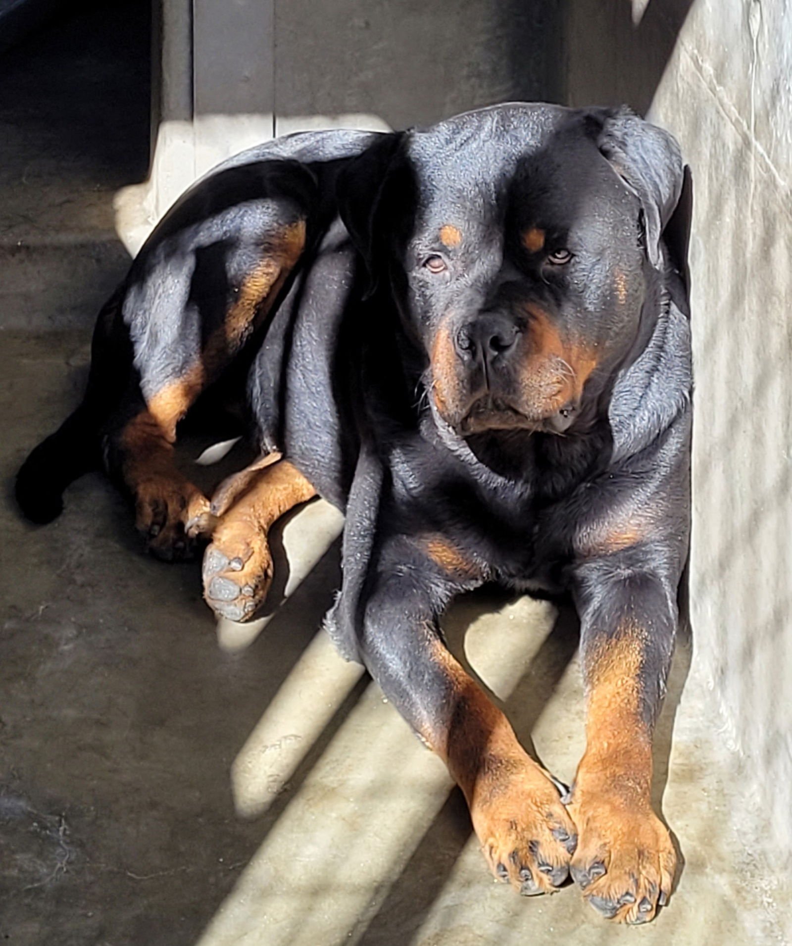 BIG HOUSE - Rottweiler available for adoption