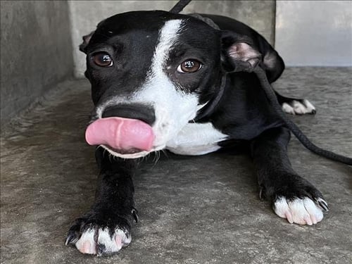 ELI - Pit Bull Terrier available for adoption
