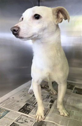 NIKO - Jack Russell Terrier (Parson Russell Terrier) available for adoption