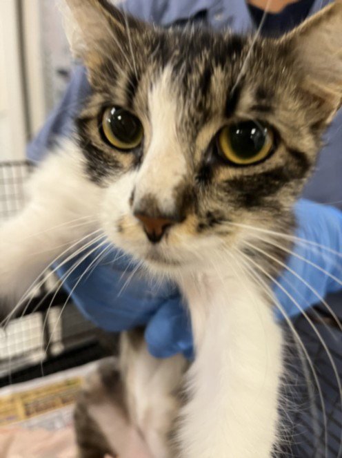 A2283960 - Domestic Short Hair available for adoption