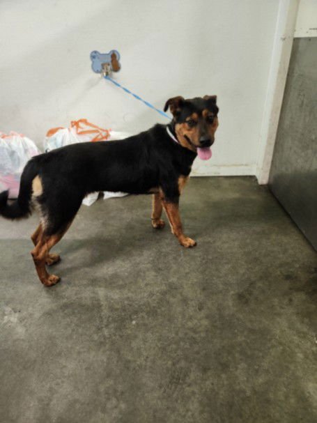 CARMEN - Rottweiler / German Shepherd Dog available for adoption