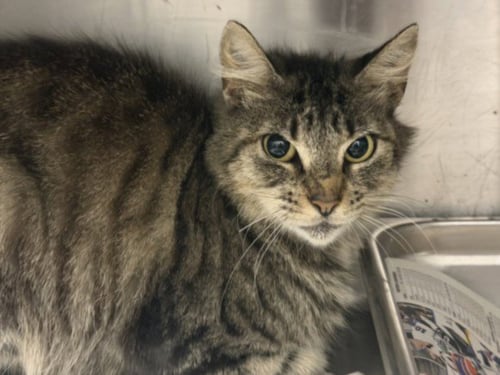 TATTY - Domestic Short Hair available for adoption