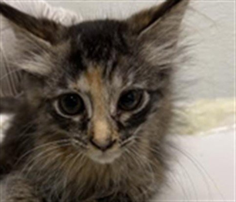 JOANY - Domestic Short Hair available for adoption