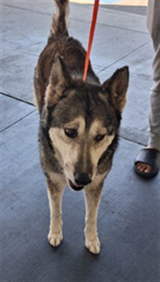 BELLA - Siberian Husky available for adoption