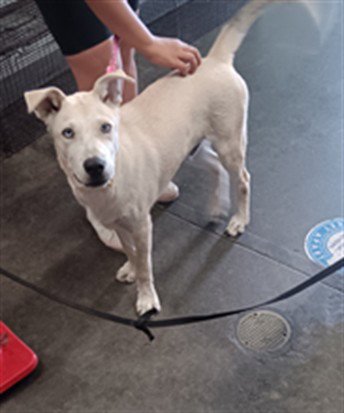 PACO - Siberian Husky available for adoption