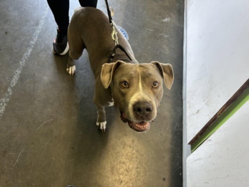 SASHA - Pit Bull Terrier available for adoption