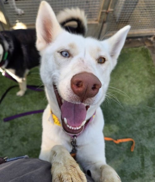 BLUE - Siberian Husky available for adoption