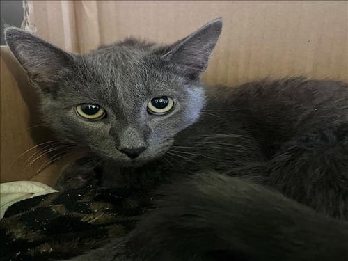 APPA - Domestic Short Hair available for adoption