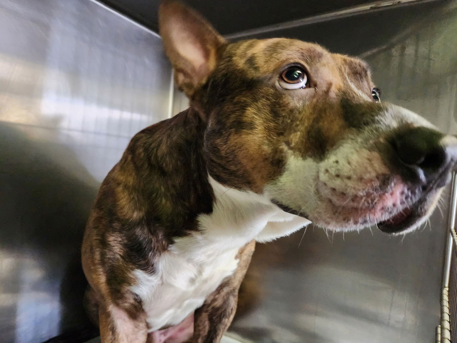 PIPPIN - Pit Bull Terrier available for adoption