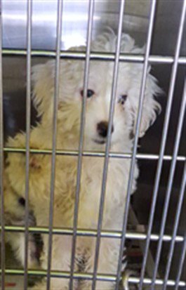 A2286213 - Maltese / Shih Tzu available for adoption