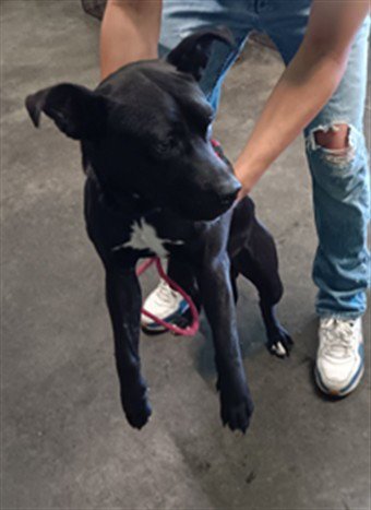 OTIS Image