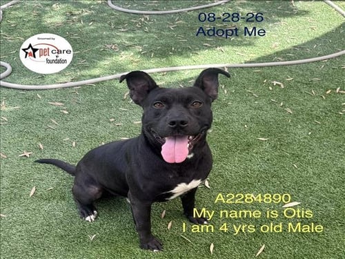 OTIS - Pit Bull Terrier / Staffordshire Bull Terrier available for adoption