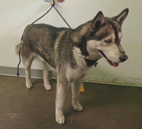 COSMO - Siberian Husky available for adoption
