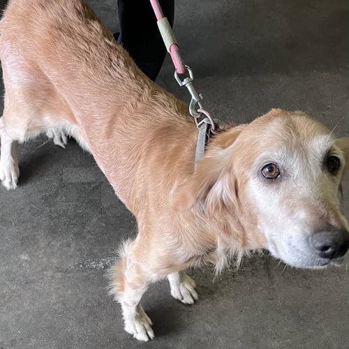 BELLA - Golden Retriever available for adoption