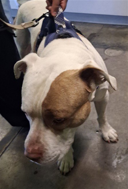BIGGIE - Pit Bull Terrier available for adoption