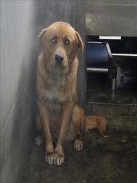 GUNNER - Photo 1
