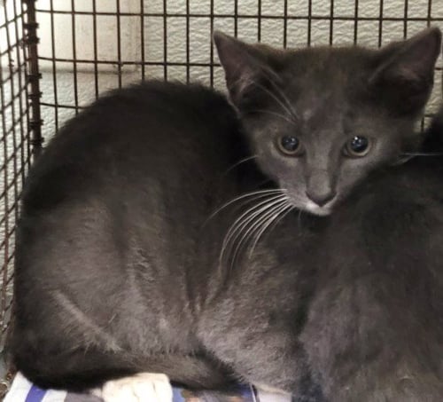 PO - Domestic Short Hair available for adoption