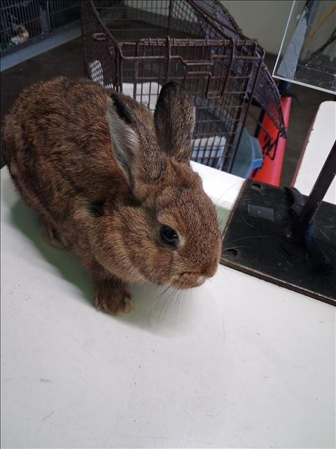 PETER - Shorthaired Rabbit available for adoption