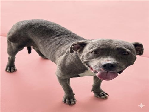 ROXANNE - American Staffordshire Terrier available for adoption