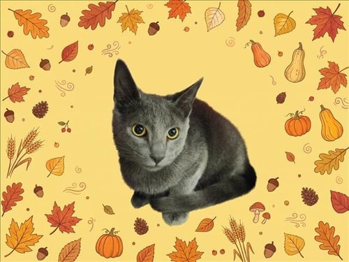 PATRICK - Domestic Short Hair available for adoption