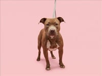 ATHENA - Photo 1