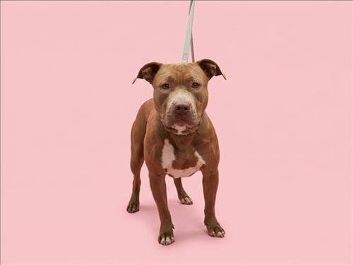ATHENA - Pit Bull Terrier available for adoption