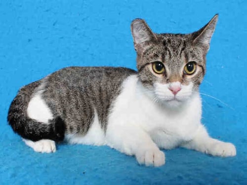 EVE - Domestic Medium Hair available for adoption