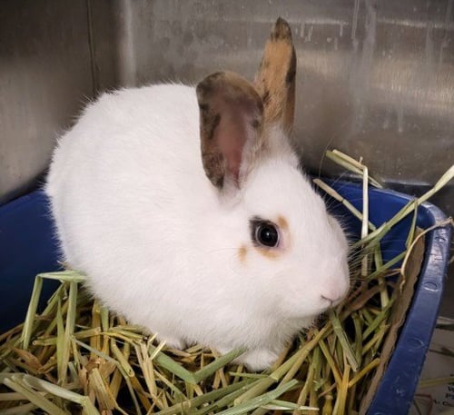 MOPSY - American available for adoption