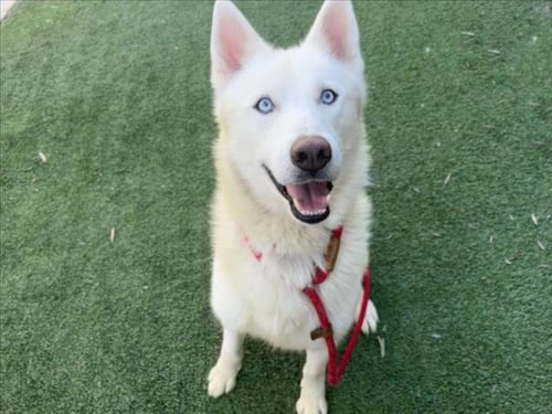 ACE - Husky available for adoption