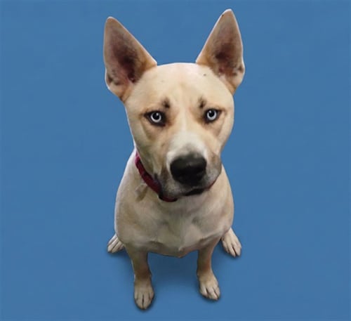 CHEKE - Pit Bull Terrier available for adoption