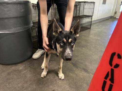 A2290325 - German Shepherd Dog available for adoption