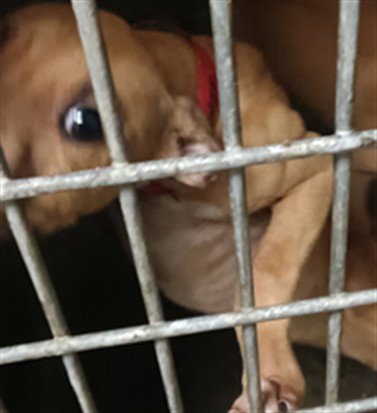 2 - Pit Bull Terrier available for adoption