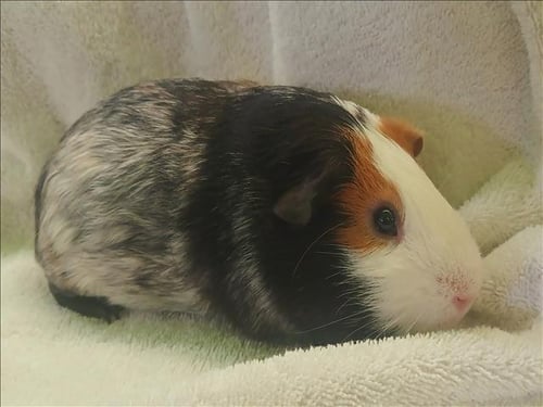 DAKOTA - Guinea Pig available for adoption