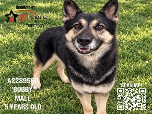 BOBBY - German Shepherd Dog / Husky available for adoption
