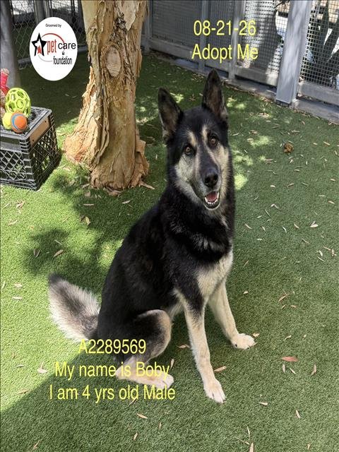 BOBBY - German Shepherd Dog / Husky available for adoption