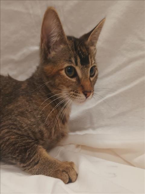 A2285816 - Domestic Short Hair available for adoption