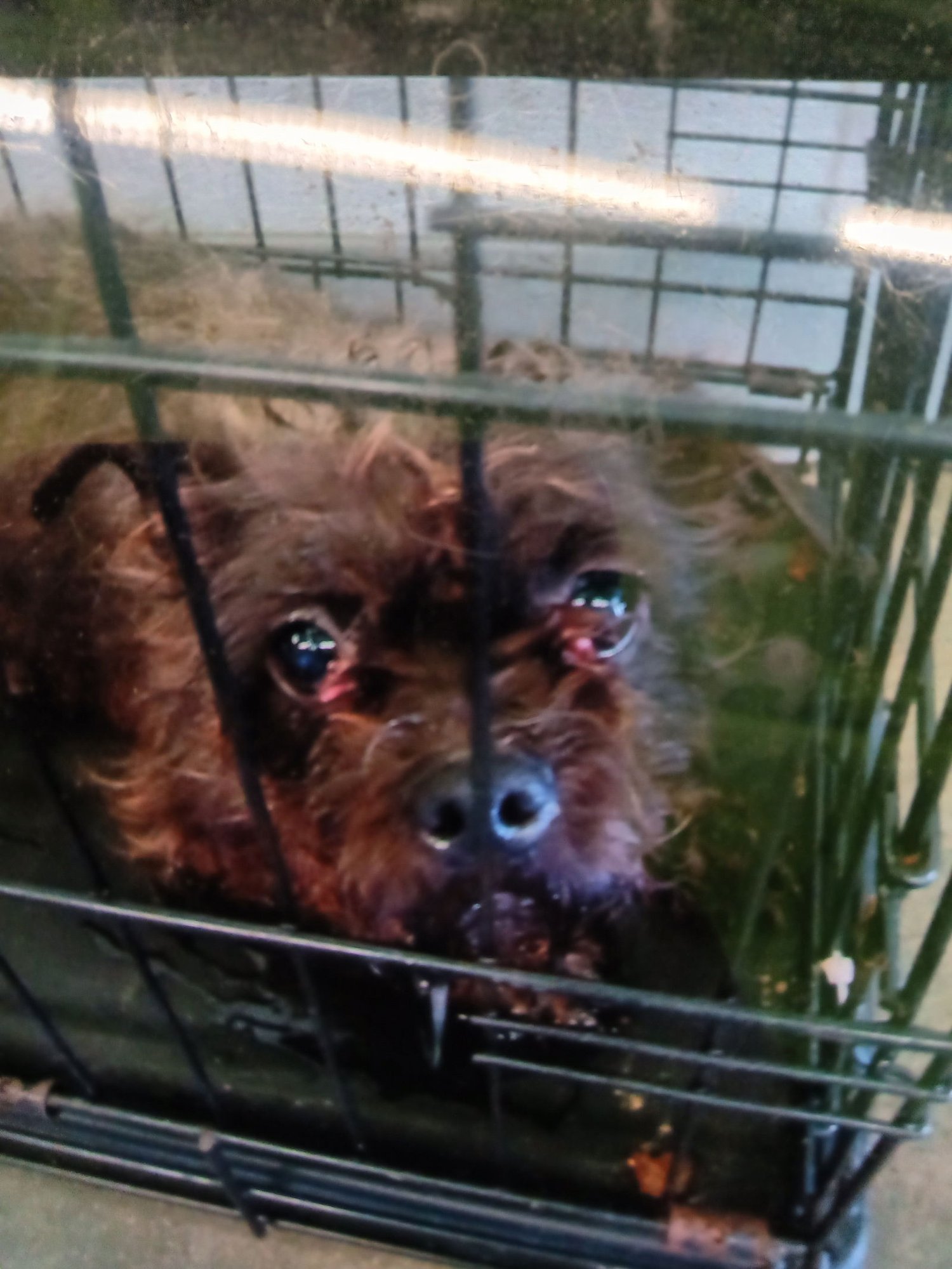 BARRIS - Cairn Terrier available for adoption