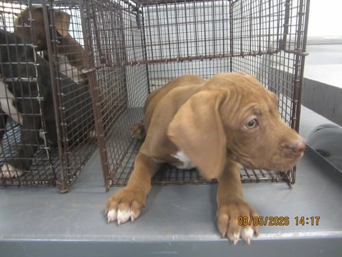 A2288190 - Pit Bull Terrier available for adoption