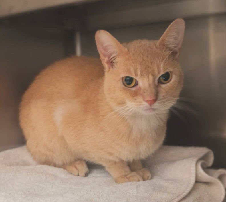 GOLDIE - Domestic Short Hair for adoption in Glendale