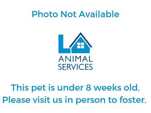 MAC - German Shepherd Dog available for adoption