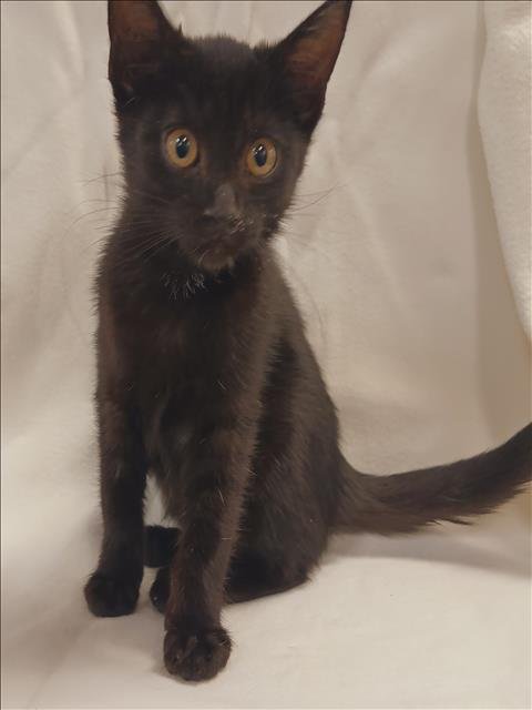 LILY - Domestic Short Hair available for adoption