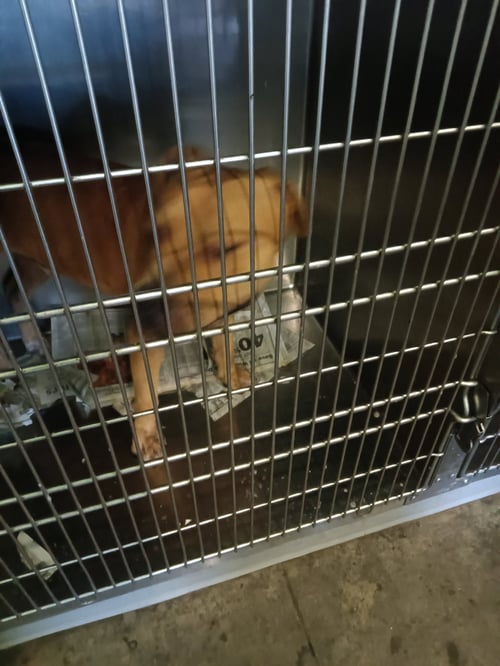 MR LEE - American Staffordshire Terrier available for adoption