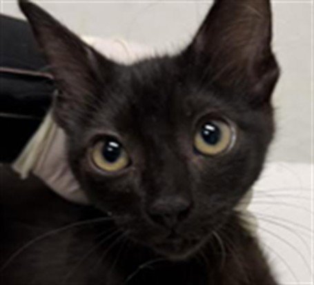BOA BOA - Domestic Short Hair available for adoption