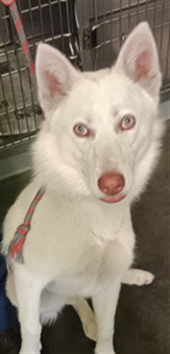 CHI BLANCO - Siberian Husky available for adoption